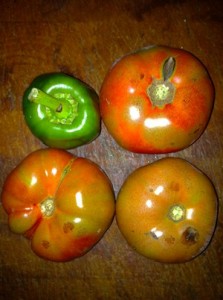 Accidental Locavore Tomatoes and a Pepper